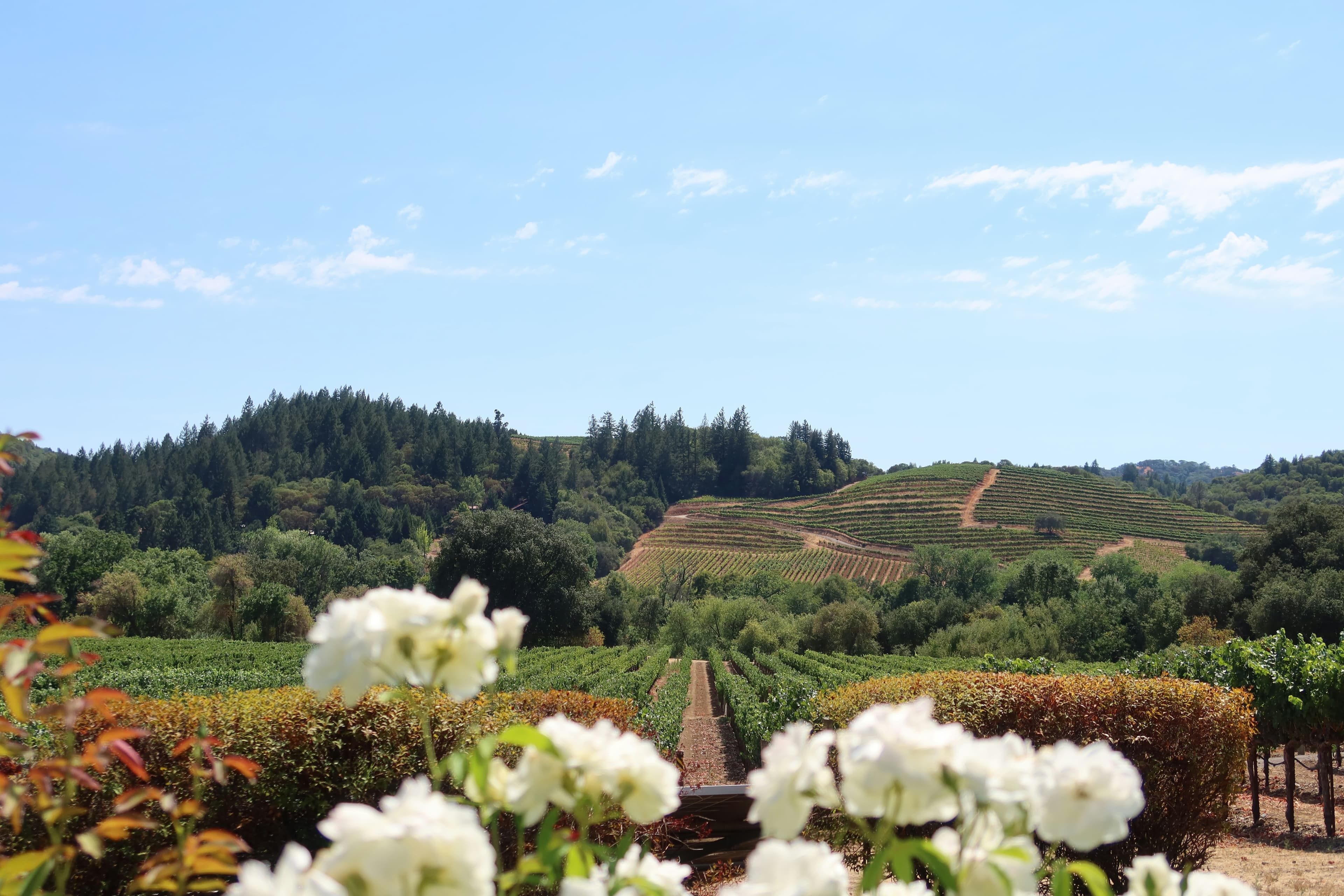 Napa Valley – Wine Country at Its Finest