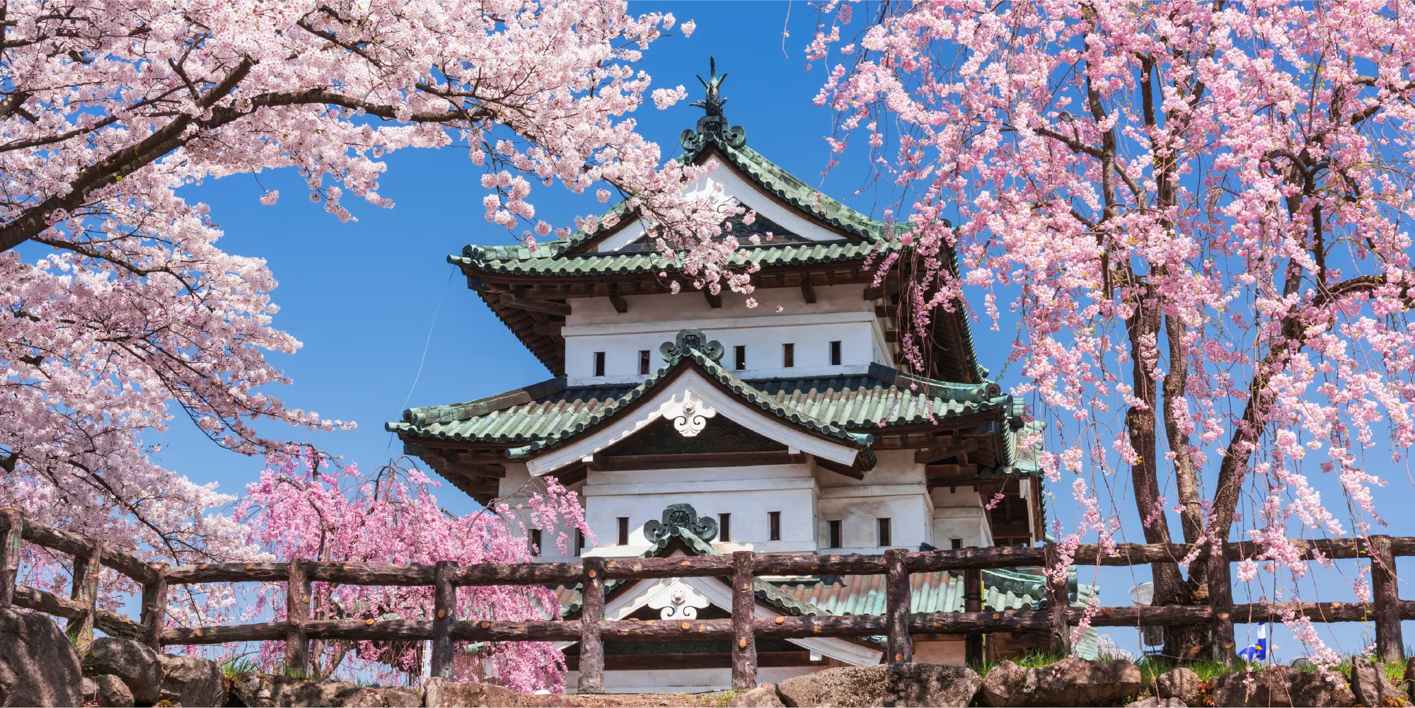 Cherry Blossom & Suzuka Raceday