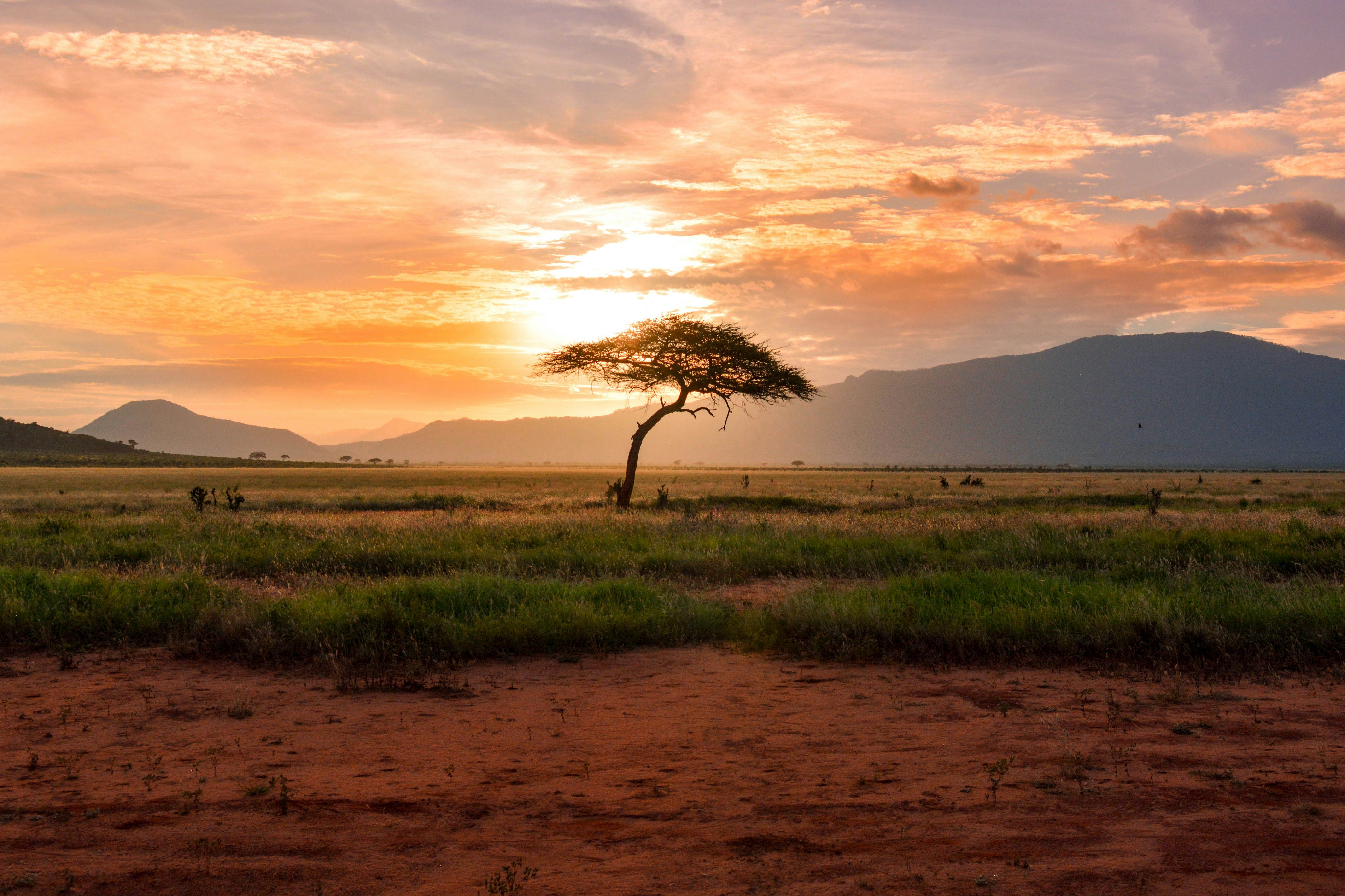 The Primates of Rwanda