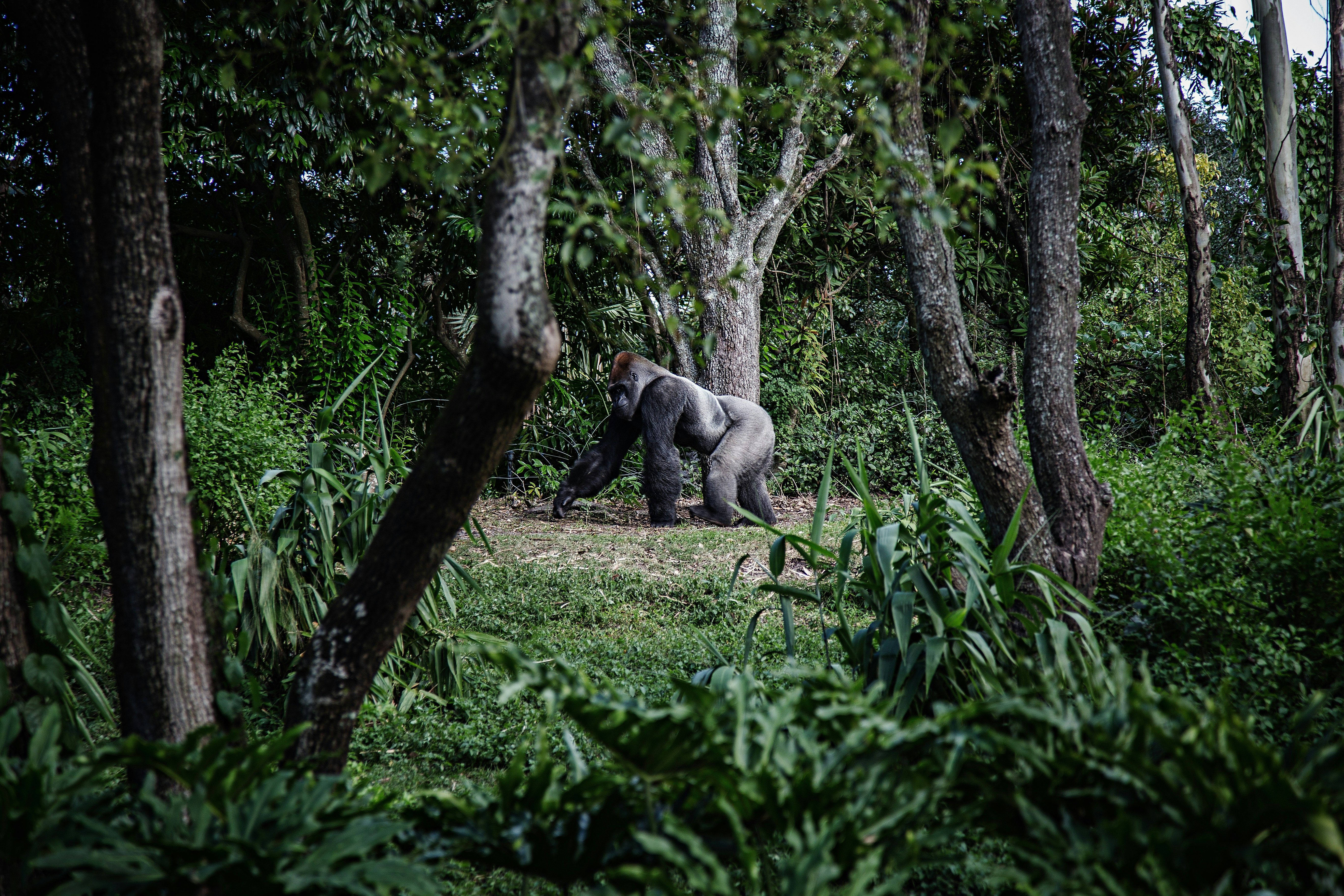 Uganda - The Pearl of Africa